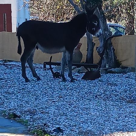 Casa Janeiro Alentejo Villa Portalegre Bagian luar foto